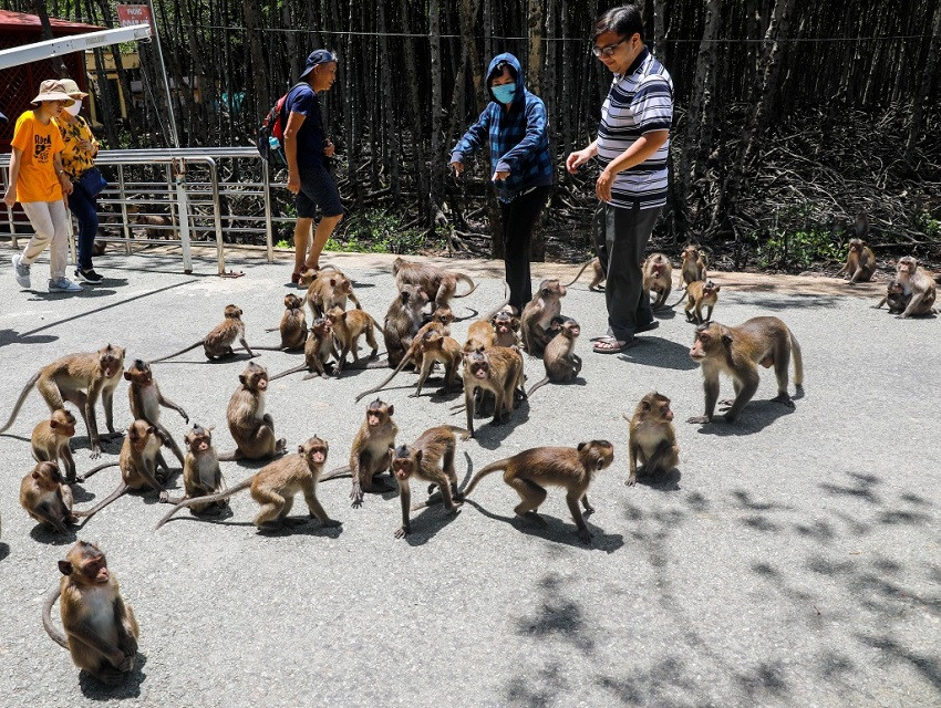 Tour Cần Giờ - Vũng Tàu Đảo khỉ - Rừng Sác - Biển - Đình - Tượng Chúa - Làng chài — Vũng Tàu, Việt Nam