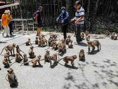 TOUR CẦN GIỜ - VŨNG TÀU: ĐẢO KHỈ - RỪNG SÁC - BIỂN - ĐÌNH - TƯỢNG CHÚA - LÀNG CHÀI (ảnh 3)