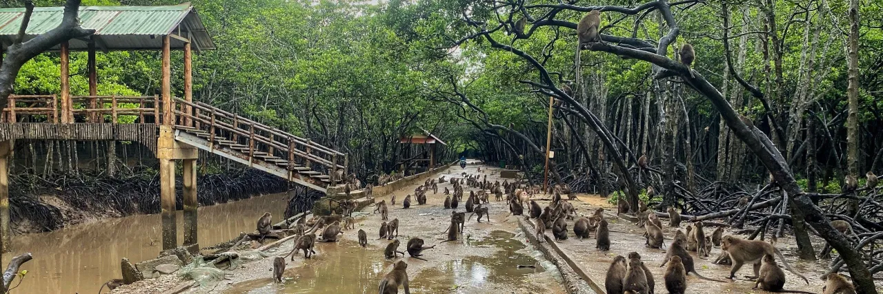 TOUR RỪNG NGẬP MẶN - KHU BẢO TỒN CÁ SẤU - CĂN CỨ RỪNG SÁC - BIỂN - CHỢ HẢI SẢN — TP. Hồ Chí Minh, Việt Nam