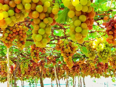 TOUR NHA TRANG – NINH THUẬN MÙA NHO 3 NGÀY 2 ĐÊM (ảnh 2)
