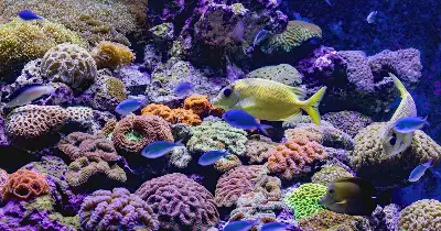 Du khách lặn ngắm san hô và câu cá tại Đầm Bấy – Fun Island, Nha Trang