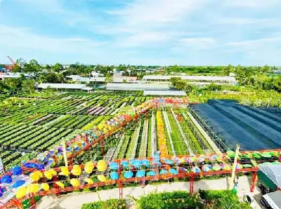 Làng Hoa Sa Đéc - Vườn Quýt Hồng Lai Vung - Chùa Lá Sen