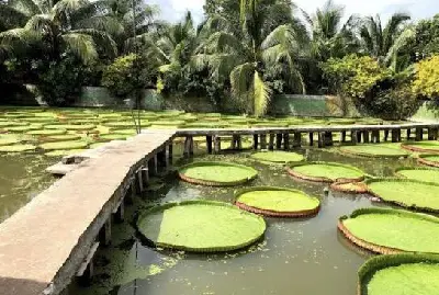Làng Hoa Sa Đéc - Vườn Quýt Hồng Lai Vung - Chùa Lá Sen (ảnh 5)