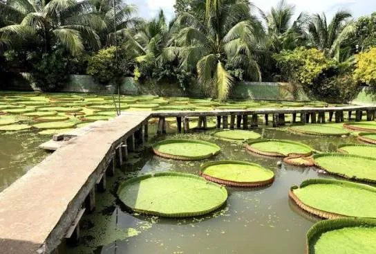 Làng Hoa Sa Đéc - Vườn Quýt Hồng Lai Vung - Chùa Lá Sen — Đồng Tháp — Hồ Chí Minh, Việt Nam