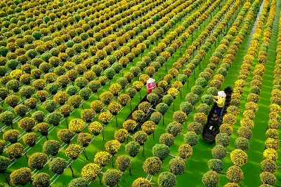 Làng Hoa Sa Đéc - Vườn Quýt Hồng Lai Vung - Chùa Lá Sen (照片 4)