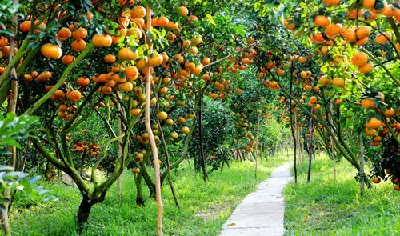 Làng Hoa Sa Đéc - Vườn Quýt Hồng Lai Vung - Chùa Lá Sen (照片 3)