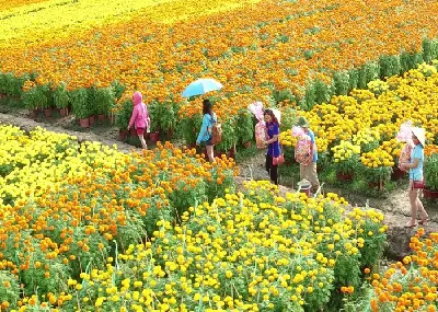 Làng Hoa Sa Đéc - Vườn Quýt Hồng Lai Vung - Chùa Lá Sen (照片 2)