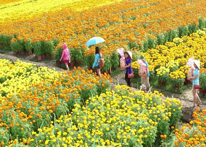 Làng Hoa Sa Đéc - Vườn Quýt Hồng Lai Vung - Chùa Lá Sen (ảnh 2)