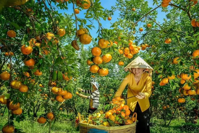 TOUR HỒ CHÍ MINH - ĐỒNG THÁP (LÀNG HOA SA ĐÉC - HAPPY LAND HÙNG THY - VƯỜN QUÝT HỒNG LAI VUNG - CHÙA LÁ SEN) — Đồng Tháp — Hồ Chí Minh, Việt Nam
