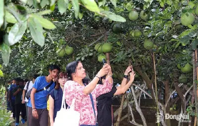 TOUR HỒ CHÍ MINH - MỸ THO (BẾN TRE - VƯỜN BƯỞI DA XANH) (ảnh 2)