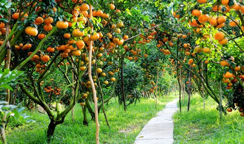 TOUR THAM QUAN MỸ THO - VƯỜN TRÁI CÂY - BẾN TRE 1 NGÀY (фото 4)