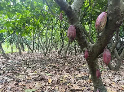 TOUR BUÔN MA THUỘT-THÁC DRAY SÁP- DAKLAK (照片 3)
