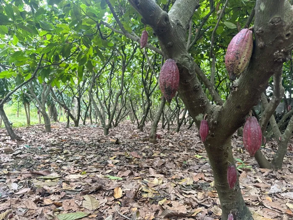 TOUR BUÔN MA THUỘT-THÁC DRAY SÁP- DAKLAK  (ảnh 4)