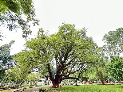 TOUR THÁC DRAY NUR - BUÔN ĐÔN (ảnh 4)