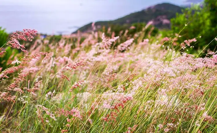 Tour Nha Trang - đảo Bình Ba 2D1N (ảnh 3)