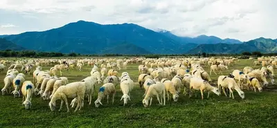 TOUR VỊNH VĨNH HY – ĐỒI CÁT MŨI DINH