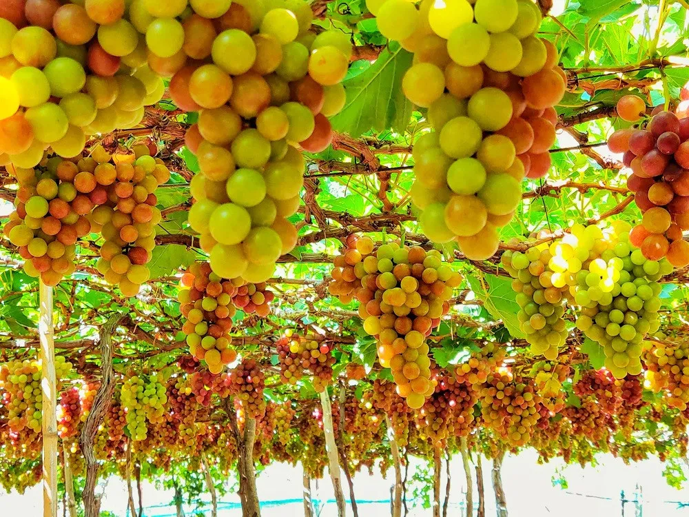 TOUR VỊNH VĨNH HY – ĐỒI CÁT MŨI DINH (ảnh 2)
