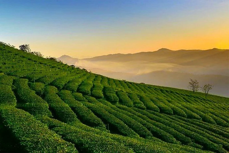 Tour Săn Mây Đà Lạt (ảnh 2)