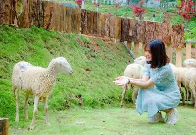 Tour Săn Mây Đà Lạt (ảnh 4)