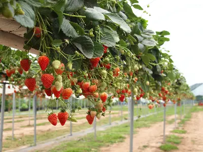Tour Săn Mây Đà Lạt (ảnh 5)