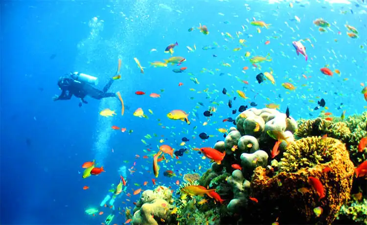 Tour Vui Chơi Đảo Hòn Mun trong ngày (ảnh 5)