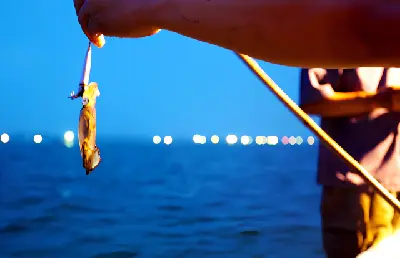 TOUR CÂU MỰC ĐÊM PHÚ QUỐC: NGẮM HOÀNG HÔN & THƯỞNG THỨC HẢI SẢN (ảnh 4)
