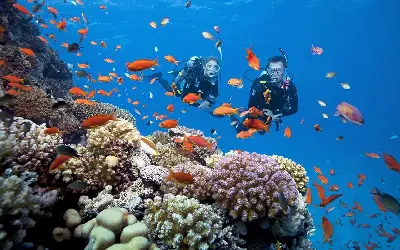 Trải nghiệm câu cá ngắm san hô tại Nha Trang (ảnh 4)