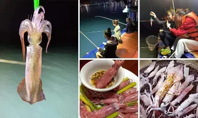 芽庄夜间乌贼捕鱼体验 (照片 5)