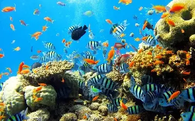 Cano Bus Vịnh Nha Trang kèm đón nội thành miễn phí (ảnh 5)