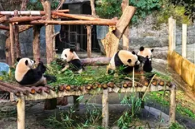 Tour Trùng Khánh- Tử Khí Khẩu- Hồng Nhai Động 5 ngày 4 đêm (ảnh 2)