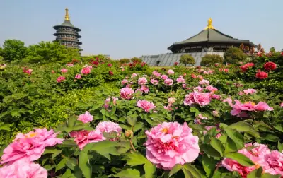 Tour Tây An – Lạc Dương – Khai Phong 6 ngày 5 đêm (ảnh 5)