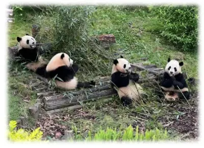 Tour Thành Đô - Cửu Trại Câu - Trung Tâm Nghiên Cứu Gấu Trúc Thành Đô EU 5 ngày 4 đêm (ảnh 2)