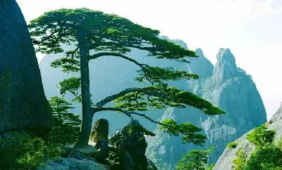 Tour Hàng Châu - Hoàng Sơn Tứ Tuyệt - Ô Trấn - Thượng Hải 6 ngày 5 đêm (ảnh 3)