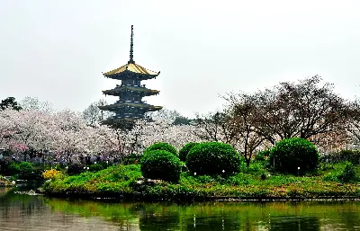 Tour Vũ Hán Ngắm Hoa Anh Đào: Đông Hồ - Thanh Xuyên Đình - Hoàng Hạc Lâu 5 ngày 4 đêm (ảnh 2)