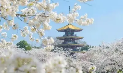 Tour Vũ Hán Ngắm Hoa Anh Đào: Đông Hồ - Thanh Xuyên Đình - Hoàng Hạc Lâu 5 ngày 4 đêm (ảnh 3)