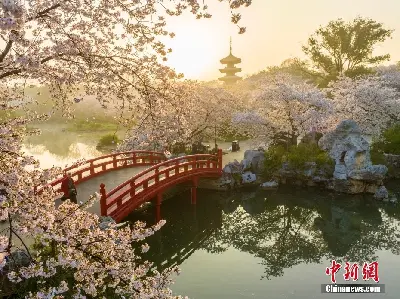 Tour Vũ Hán Ngắm Hoa Anh Đào: Đông Hồ - Thanh Xuyên Đình - Hoàng Hạc Lâu 5 ngày 4 đêm (ảnh 4)