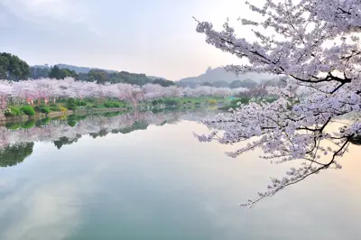 Tour Vũ Hán Ngắm Hoa Anh Đào: Đông Hồ - Thanh Xuyên Đình - Hoàng Hạc Lâu 5 ngày 4 đêm (ảnh 3)