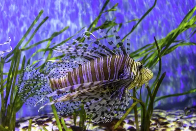 Avatar Super Sport Nha Trang – Scuba Diving & Watersports at Vega City (photo 5)
