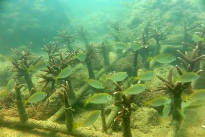 Avatar Super Sport Nha Trang – Scuba Diving & Watersports at Vega City (photo 3)