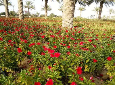 TOUR DUBAI – ABU DHABI 5 NGÀY 4 ĐÊM (ảnh 3)