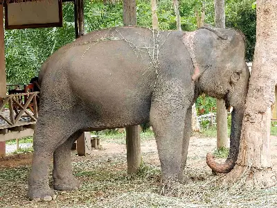 TOUR LÀO: TRẢI NGHIỆM QUẢN TƯỢNG LUANG PRABANG 2 NGÀY 1 ĐÊM