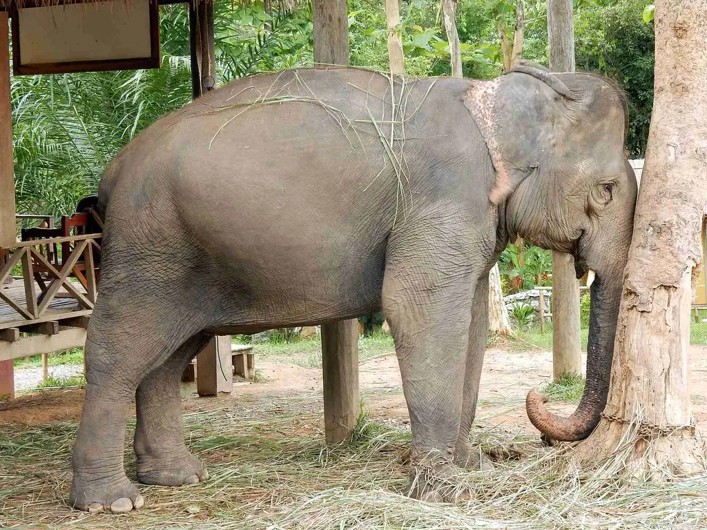 라오스 투어: 루앙프라방 코끼리 관리 체험 1박 2일 — Luang Prabang