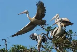 Tour Biển Hồ Tonle Sap trong ngày (ảnh 5)