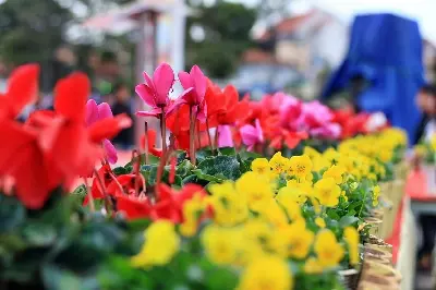 Trekking tour Vietnam 4 days: TP.HCM – Đà Lạt – Mũi Né (photo 5)