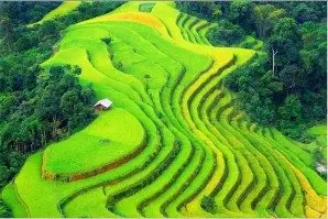 Tour trekking Việt Nam 1 ngày: Trà Quế (xe đạp)