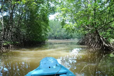 Tour Cần Giờ trong ngày (ca nô) (ảnh 5)