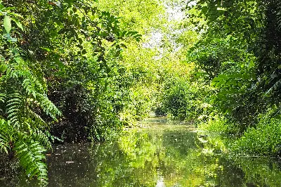Tour Đồng Tháp trong ngày (ảnh 2)