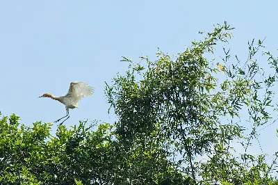 Tour Đồng Tháp trong ngày (ảnh 5)