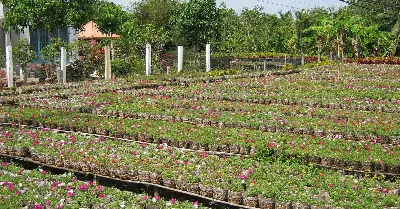 Hồ Chí Minh 市出發私人一日遊：Xẻo Quýt 白千層林與 Sa Đéc 花村