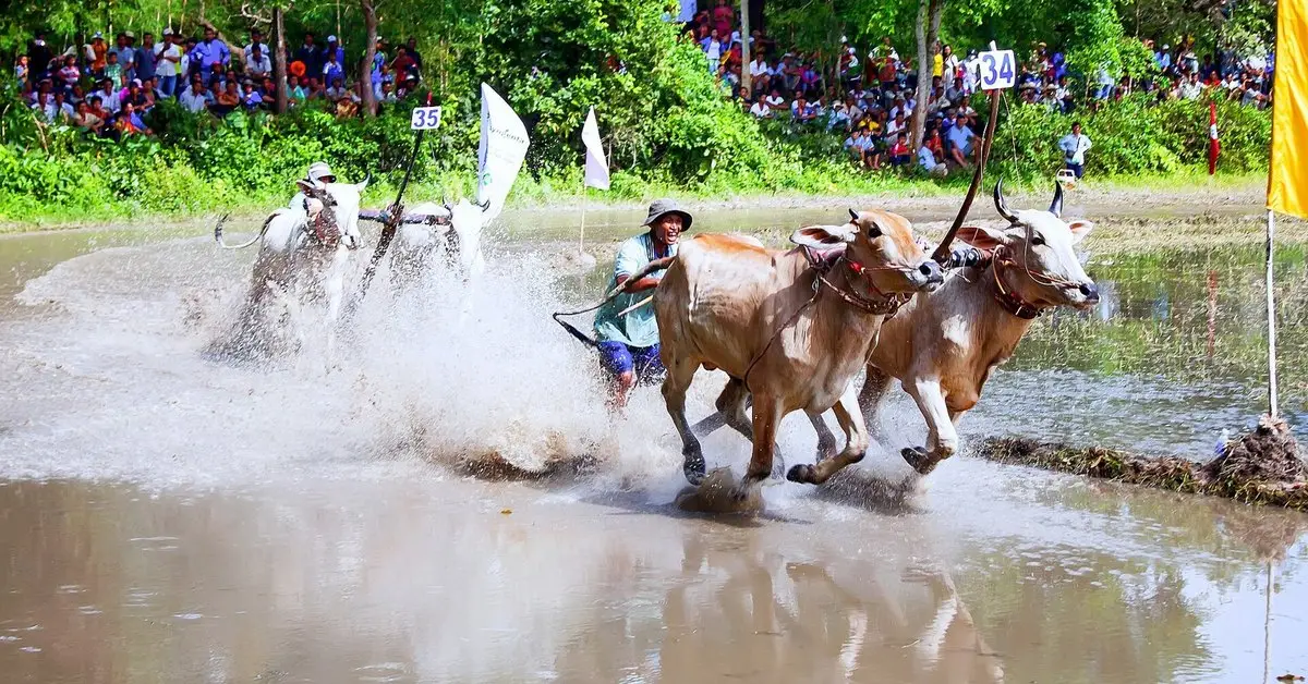 Bảy Núi 賽牛節（僅限2026年10月10日）與 Châu Đốc 占族文化一日遊 – Cần Thơ 出發 — Châu Đốc — An Giang、越南